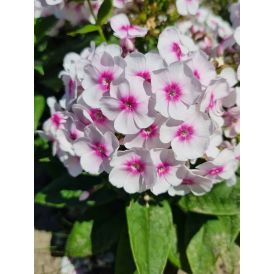 Syysleimu Phlox paniculata Bambini Bullseye C2
