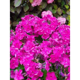 Syysleimu Phlox paniculata Bambini Desire C2