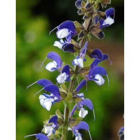 Salvia pratensis Madeline C2