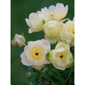 Kullero Trollius Cheddar C1,4