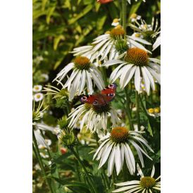 Punahattu Echinacea purpurea Prairie Splendor Compact White C3