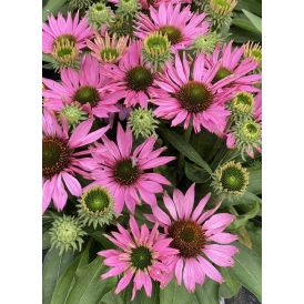 Punahattu Echinacea purpurea SunSeekers Bubblelicious C3