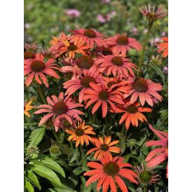 Punahattu Echinacea purpurea SunSeekers Coral C3