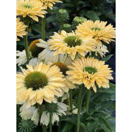 Punahattu Echinacea purpurea SunSeekers Limoncello C3