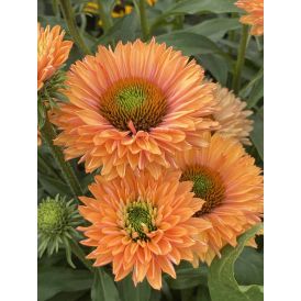 Punahattu Echinacea purpurea SunSeekers Pumpkin Pie C3