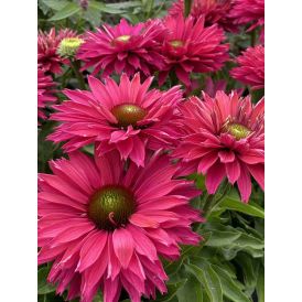 Punahattu Echinacea purpurea SunSeekers Sweet Fuchsia C3