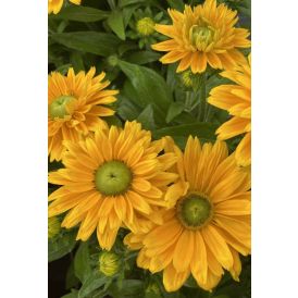 Päivänhattu Rudbeckia hirta Emma C3