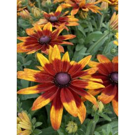 Päivänhattu Rudbeckia hirta Mia C3