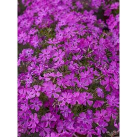 Sammalleimu Phlox subulata Spring Purple P12