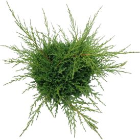 Tarhakataja Juniperus Compacta Pfitzeriana P23