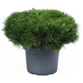 Vuorimänty Pinus Mugo P26