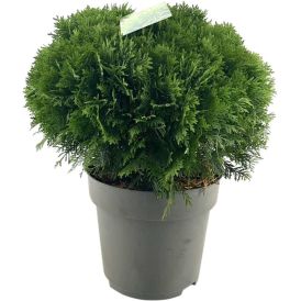 Pallotuija Thuja Occidentalis Danica P31