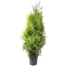 Kartiotuija Thuja Occidentalis Brabant P26 120-140 cm