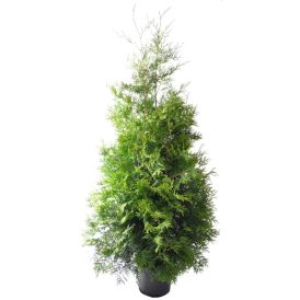 Kartiotuija Thuja Occidentalis Brabant P31 160-180 cm