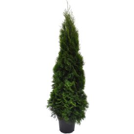 Timanttituija Thuja Occidentalis Smaragd P31 140-160 cm