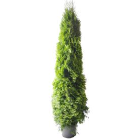 Timanttituija Thuja Occidentalis Smaragd P31 160-180 cm