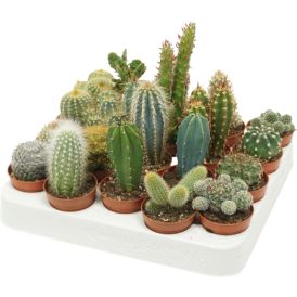 Kaktus Mix P5,5