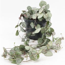 Herttalyhty Ceropegia Woodii P8