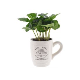 Kahvipensas Coffee Arabica mukissa P7
