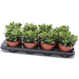 Rahapuu Minova Magic Crassula