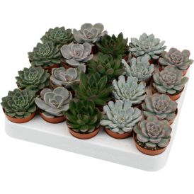 Mehiruusuke Echeveria Mix P5,5