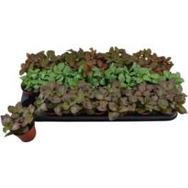 Pitsilehti Fittonia Mix P8