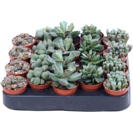 Kivikukka Lithops Mix P5