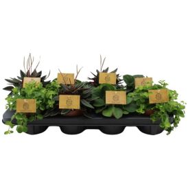 Muorinkukka Peperomia Mix P10,5