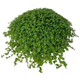 Kodinonni Soleirolia Soleirolii P11