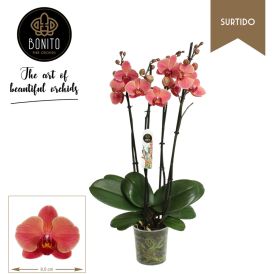 Perhoskämmekkä Phalaenopsis Narbonne 3-vanainen P12