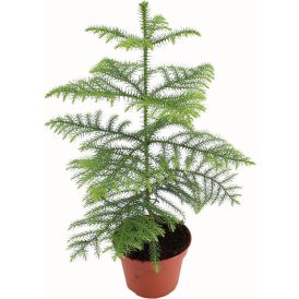 Huonekuusi Araucaria Heterophylla P14