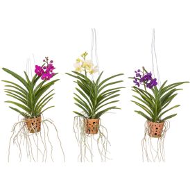 Orkidea Vanda Mix ruukussa P14