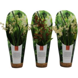 Nystykämmekkä Oncidium Twinkle P9