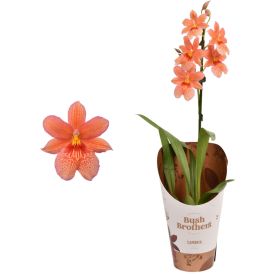 Orkidea Cambria Nelly Isler 1-vana P12