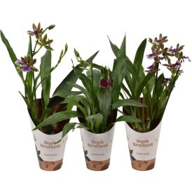 Orkidea Zygopetalum 2-vanaa P12