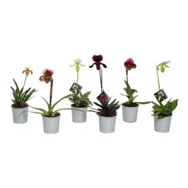 Venuksenkenkä Paphiopedilum Mix 1-vana P9