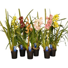 Kymbidiorkidea Cymbidium Mix 1-vana P14