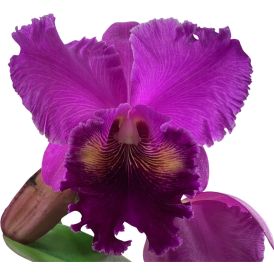 Katleija Cattleya 2-vanaa P12