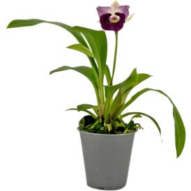Orkidea Cochleanthes Hybrid P12