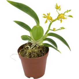 Orkidea Cyrtochilum Meirax P6