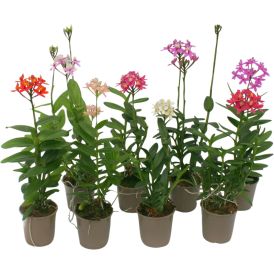 Orkidea Epidendrum Hybrid 2-vanaa P9