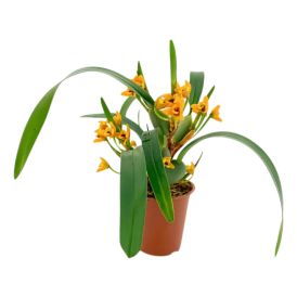 Orkidea Maxillaria Variabilis P9