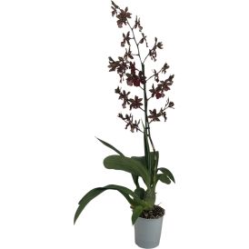 Orkidea Colmanara Black Cat 1-vana P12