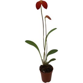 Orkidea Masdevallia Ignea P5