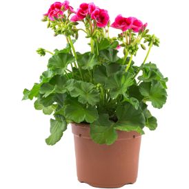 Pelargoni mix Kotimainen P14