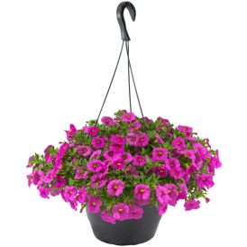 Miljoonakello Calibrachoa amppeli Kotimainen P25