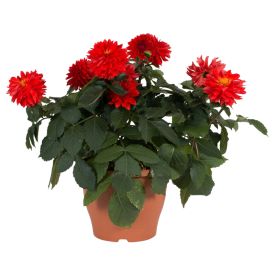 Dahlia Mix Kotimainen P17