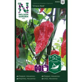 Chilipaprika Havanna Drago Red
