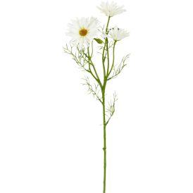 Silkkikasvi Päivänkakkara 60 cm valkoinen