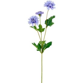 Silkkikasvi Ruiskaunokki 66 cm sininen